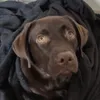 Sam, ein schokobrauner Labrador, eingekuschelt in eine dunkle Decke